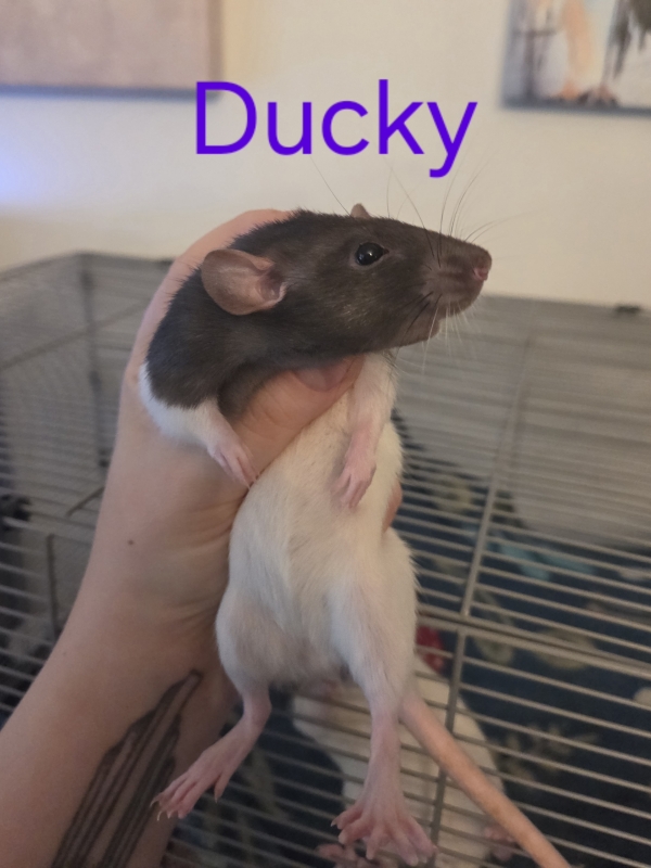 ducky2