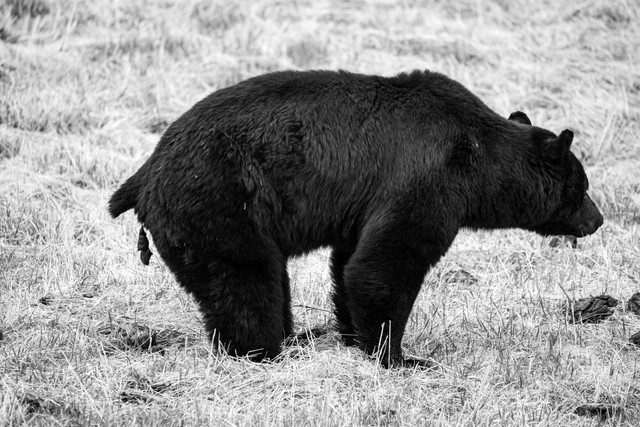 Black bear in Yellowstone