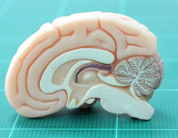 New Insights into Neuronal Processing in the Visual Cortex