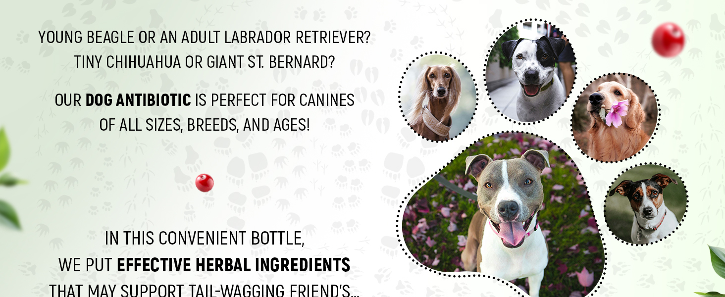 Dog Allergy Relief | Organic Canine Breath Treatment