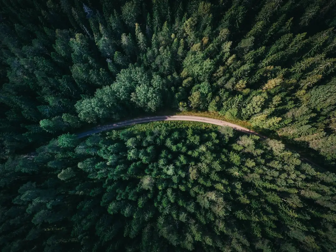 Camerele de zi verde din pădure: eleganţă inspirată de natură