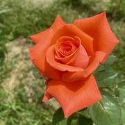 IMG 0425