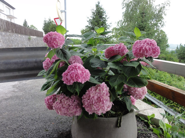DSC08590.jpg