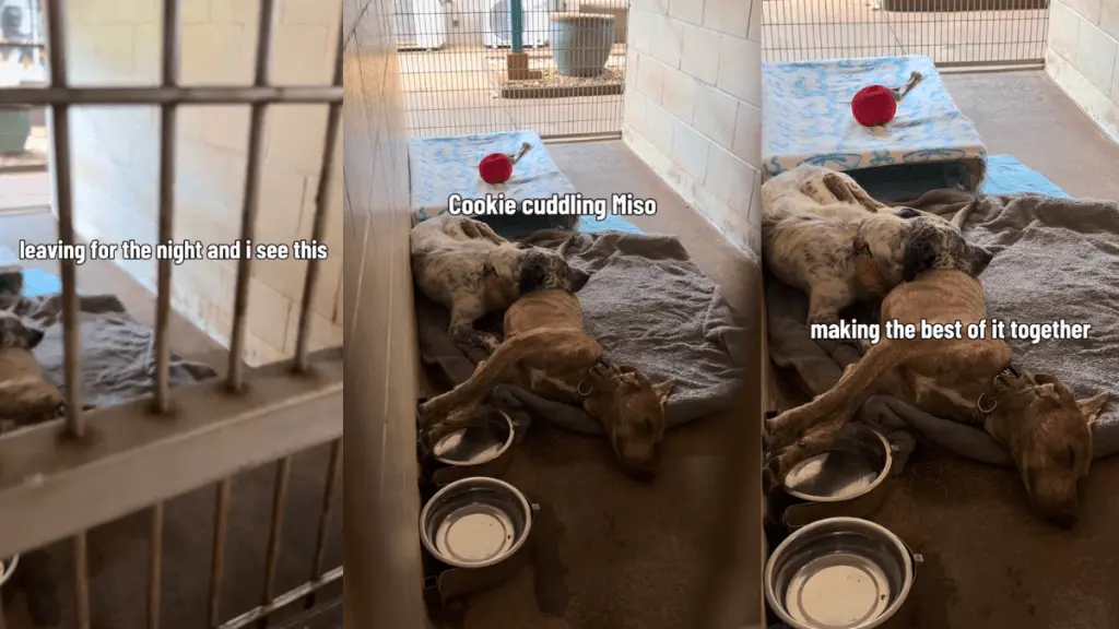 Shelter Dogs Find Comfort in Each Other's Company