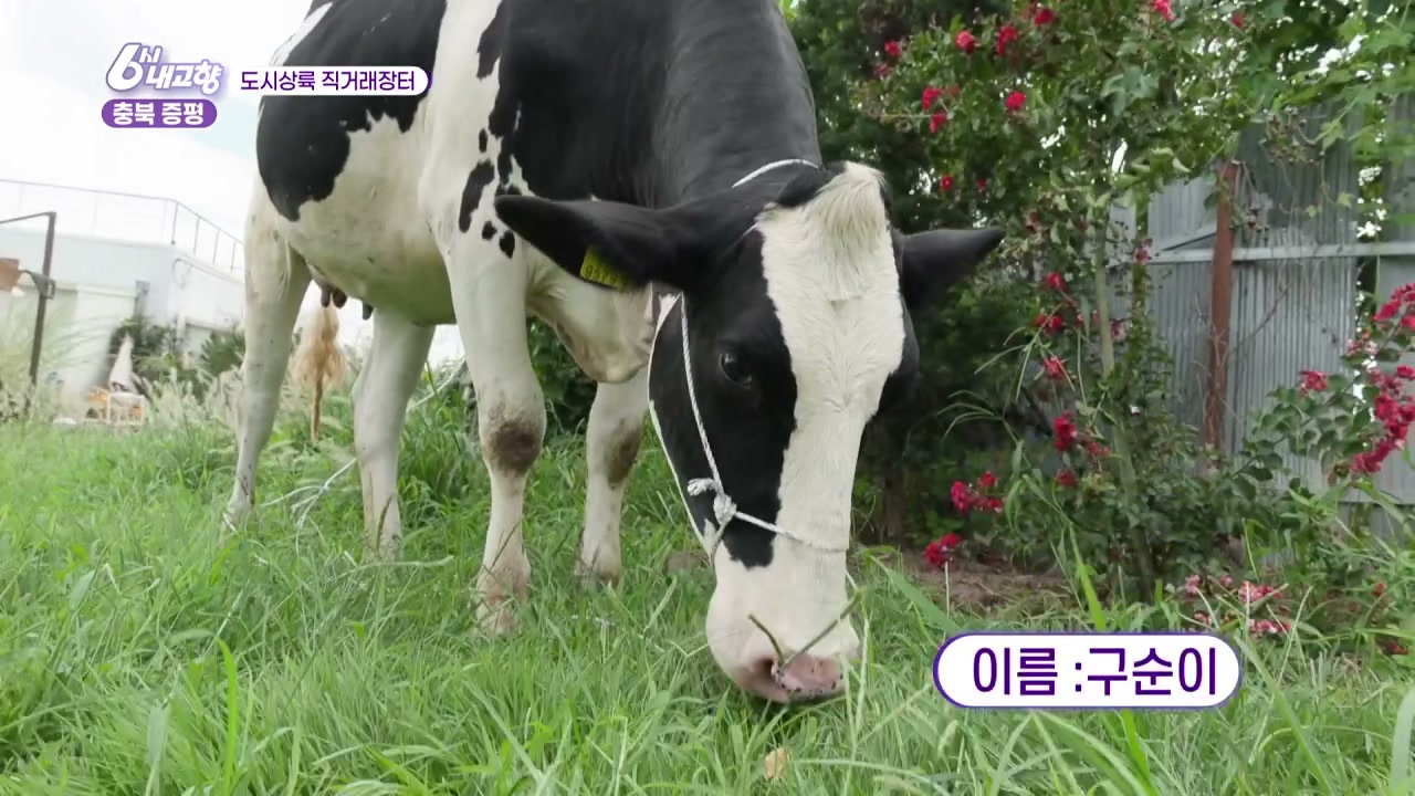 6시내고향 도시상륙 직거래장터 증평 요구르트 캡처