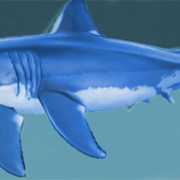 tiburon3