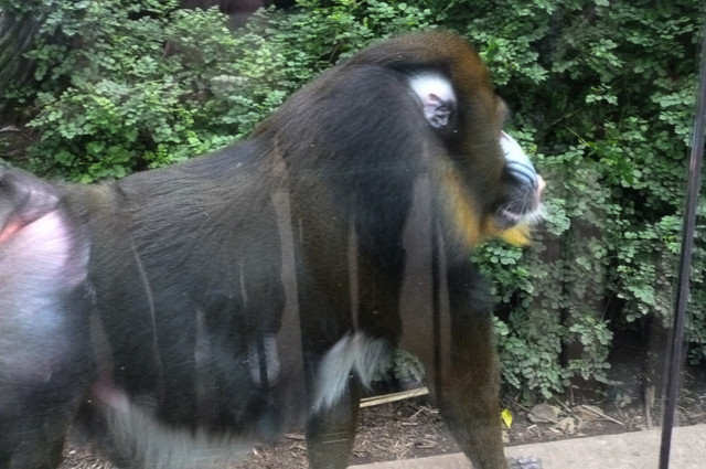 Mandril.jpg