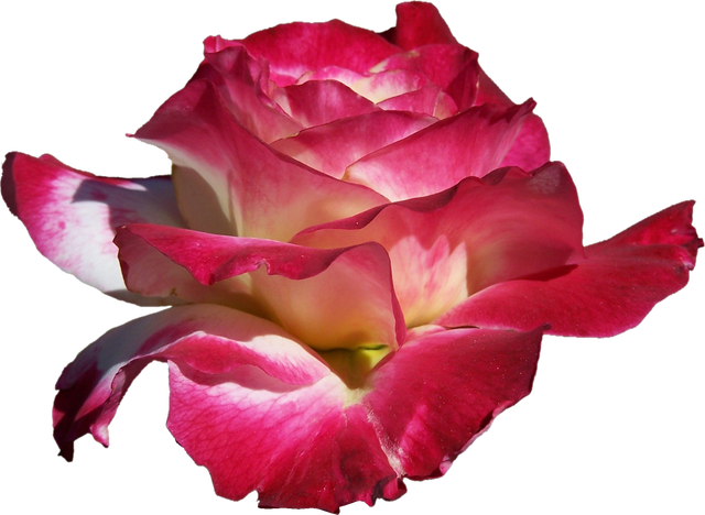 rose 202390