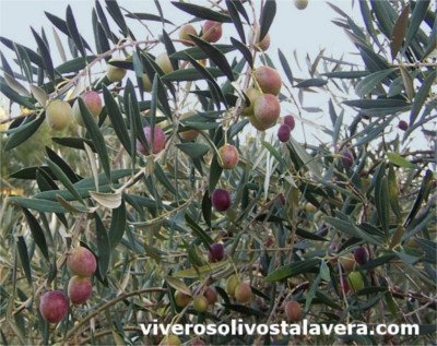 Ocal Olive Tree