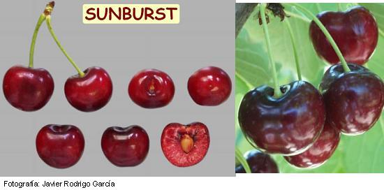 Sunburst cherry Variety of cherry Sunburst, Sunburst cherry