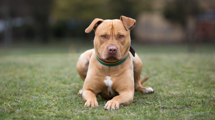 Dog.jpg