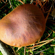 IMG-0335