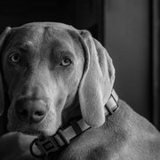 Pets-Animals-158