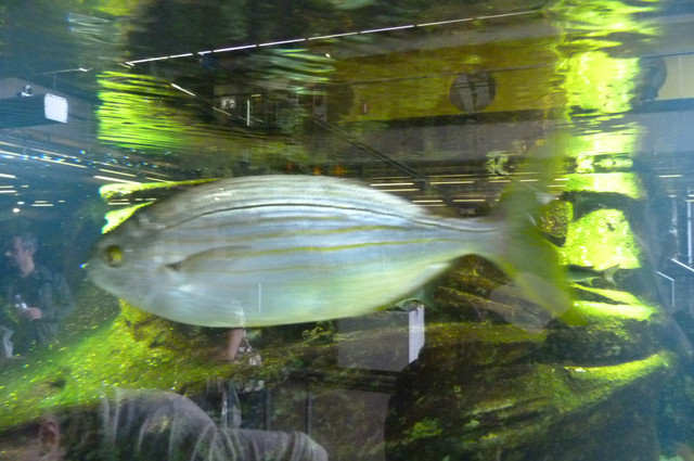 Aquarium