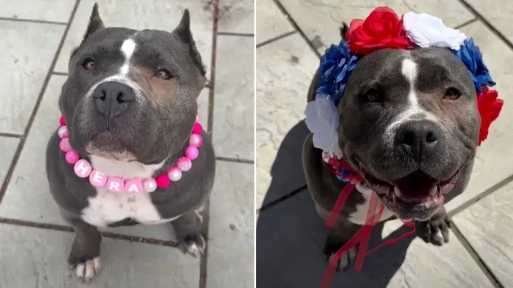 Senior Bully Rescued at 6 Years Old Opens Her Heart in New Home