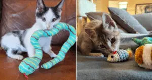 Kindness Brings Comfort to Shelter Cats Awaiting New Homes