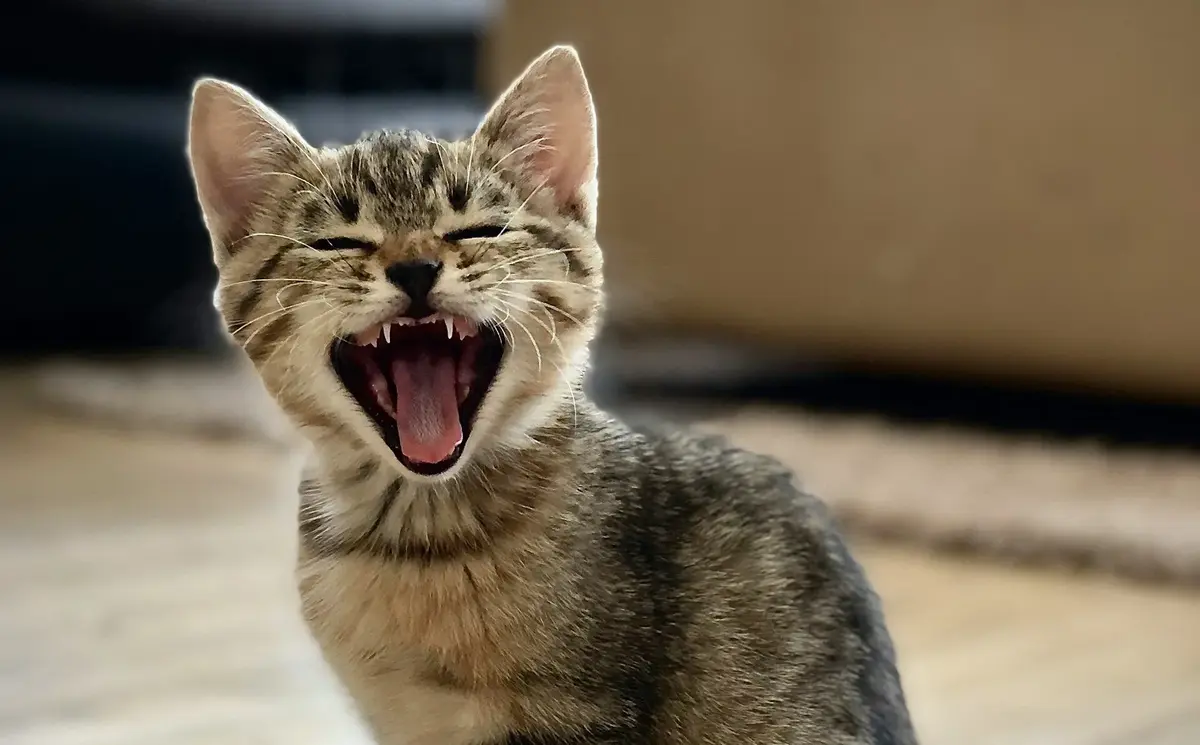 10 Simple Ways to Make Your Cat Instantly Happy