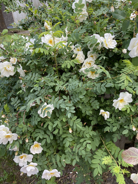 9-C8-CAFC9-9245-49-A0-AA65-2-E06-DAD2872