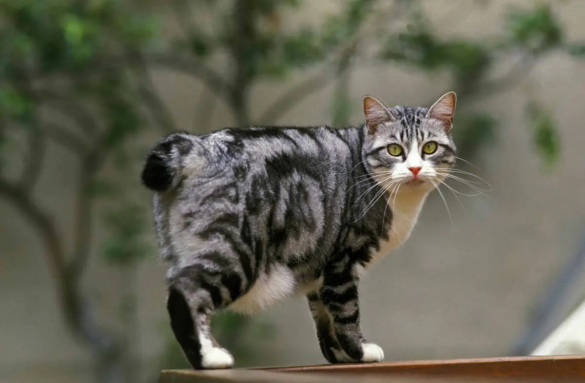 Common Cat Owner Mistakes Revealed