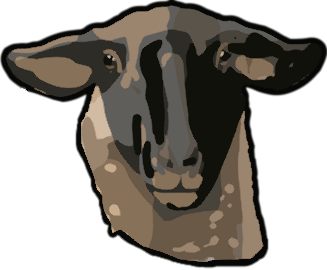 sheep