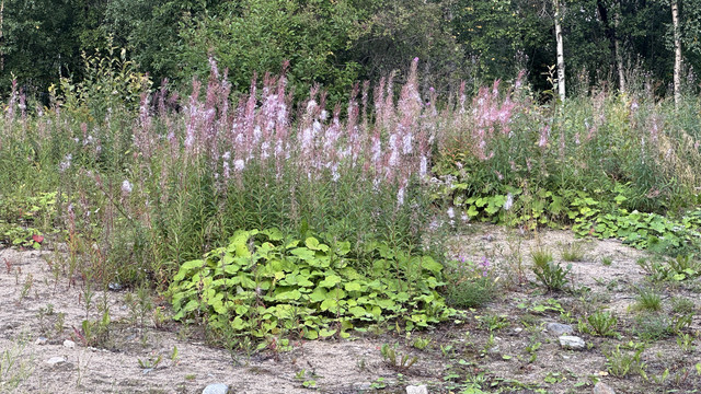 IMG 5987.jpg