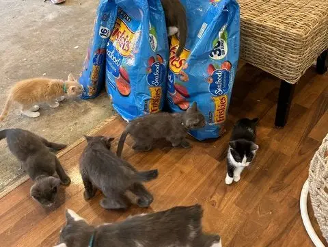 Helping Pets in Need with Daily Clicks