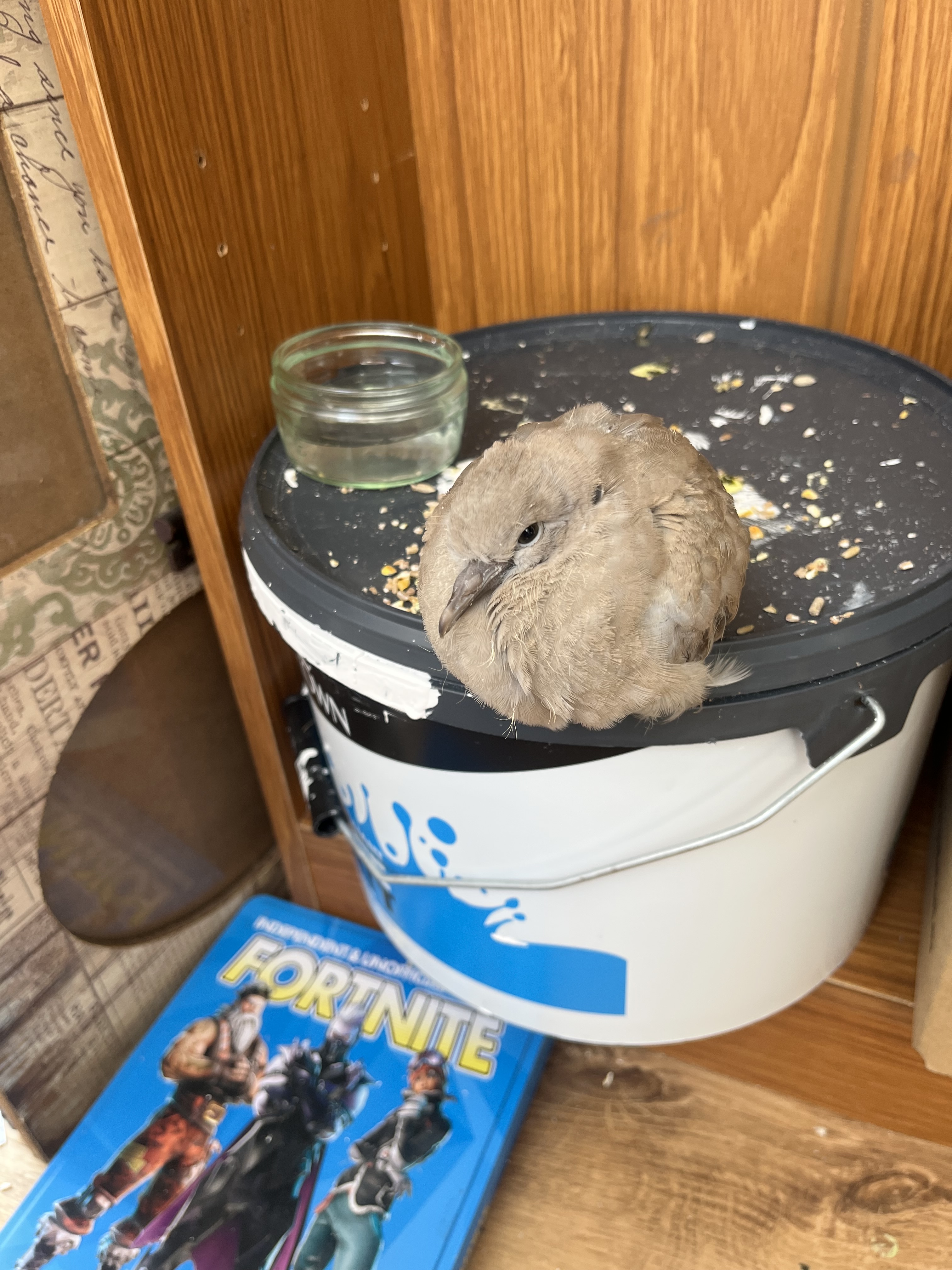 最近認識された鳥の写真
