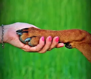 Canine Comfort: Omega-3 Eases Paw Biting