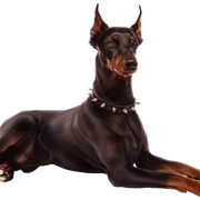 Doberman_2