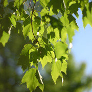 DSC 9100