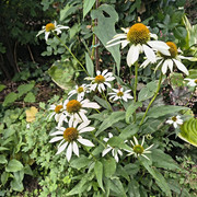 echinacea1