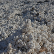 DSCF8501
