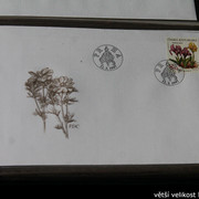 IMG-2556