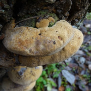 DSC00041