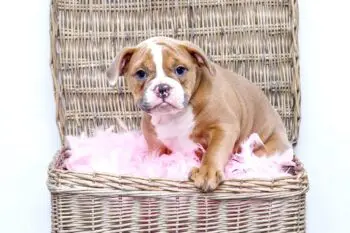 Bringing Home a Bulldog Puppy? Here's What You Need