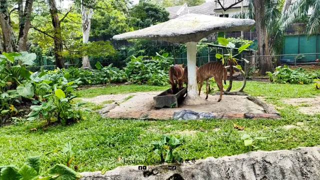 Zoo Negara10.webp