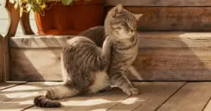 Protecting Cats From Fleas and Ticks