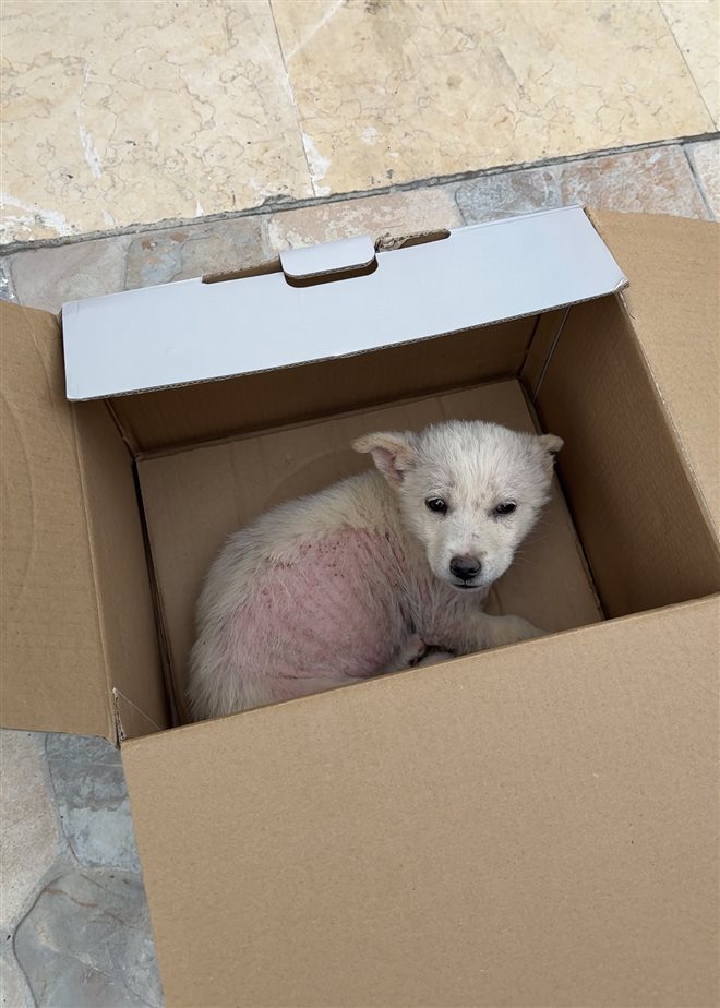 Pet we helped