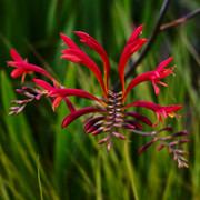 DSCF4310-1