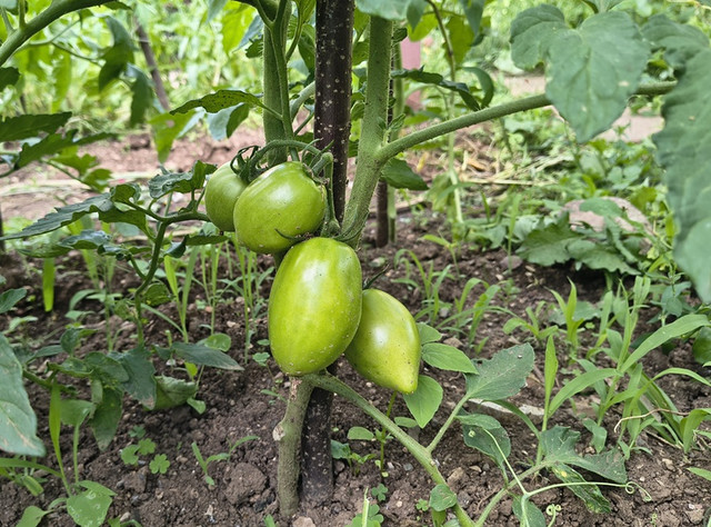 tomato4