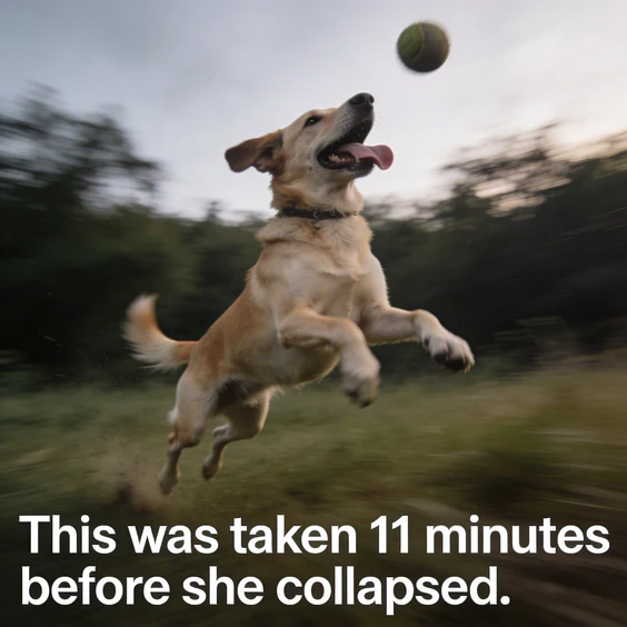 Dog mid-fetch in a field, still appears healthy