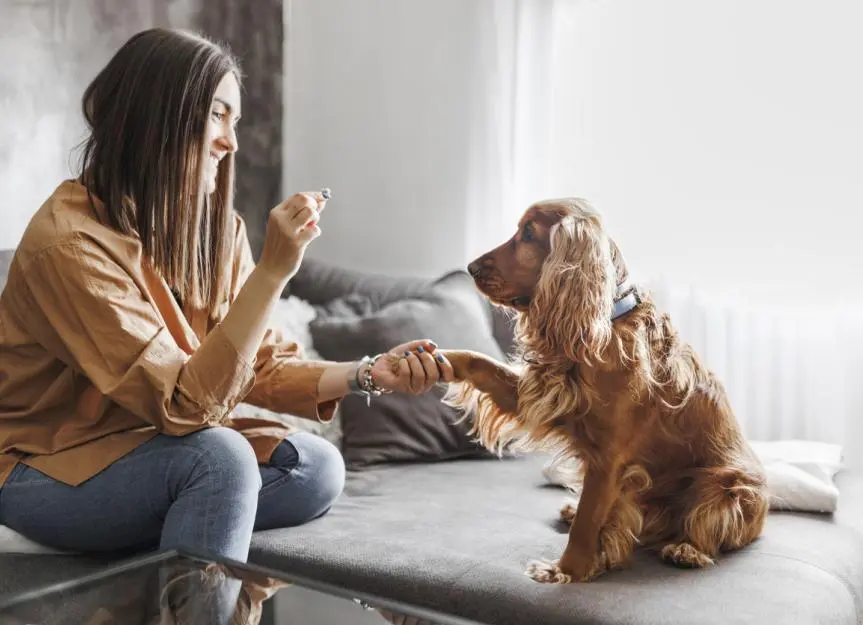 Canine and Feline Flea Medications Are Not Interchangeable