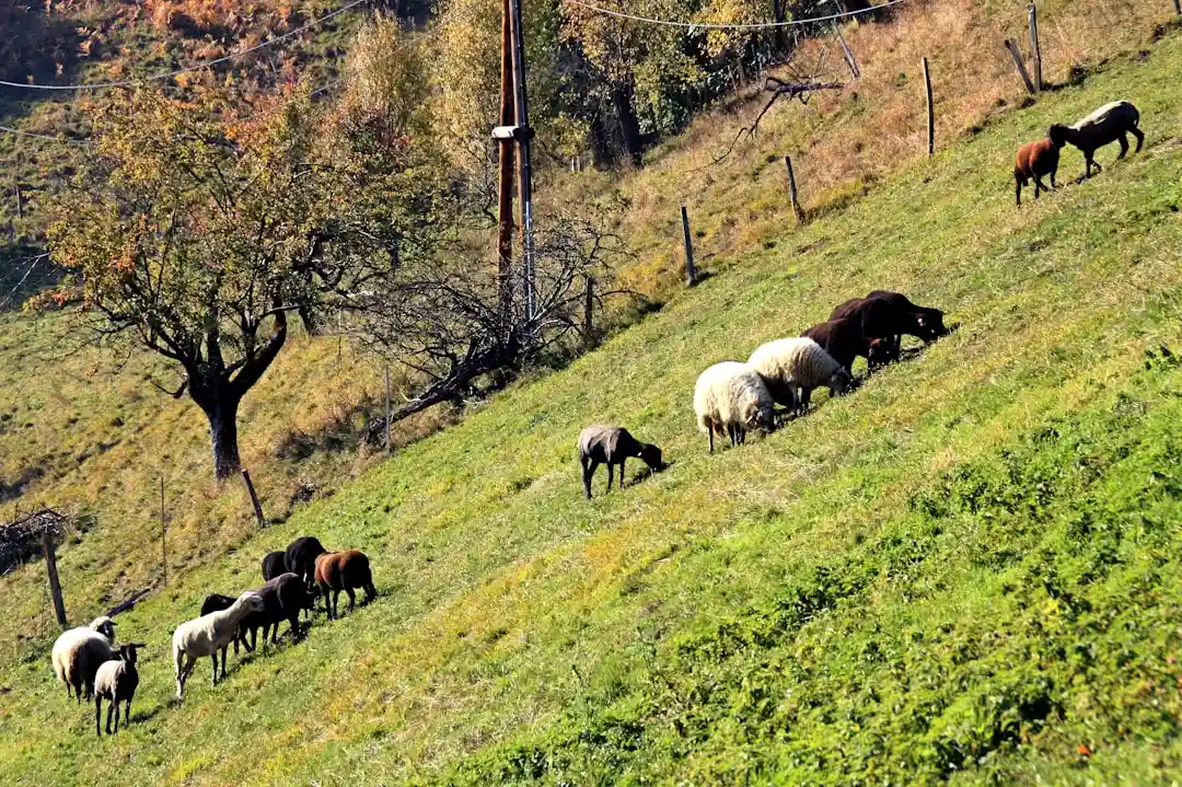 Aversiunea față de animale de companie după naștere este reală