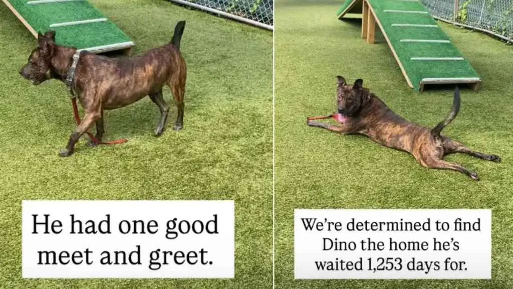 Shelter Dog Awaits Home After 1000 Days