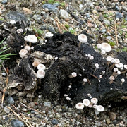 IMG 5178