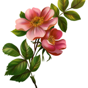 0-c2b3e-cdd5bf42-orig