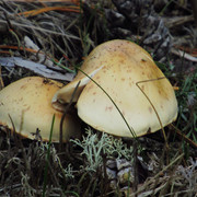 IMG-0429