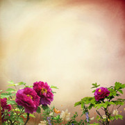 Nature-Roses-Emily50