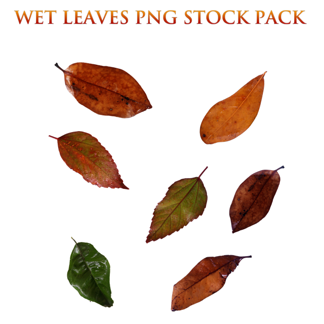BNS.png