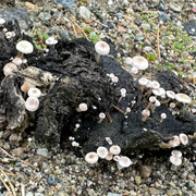 IMG 5180